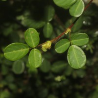 Grona heterophylla (Willd.) H.Ohashi & K.Ohashi
